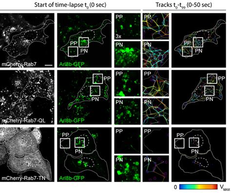 Using Confocal Spinning Disk To For High Resolution Time Lapse Imaging