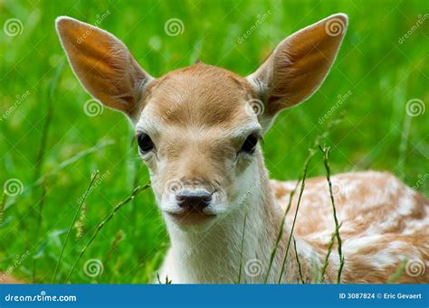 Cute Baby Deer Stock Photo Image Of Antler Hind Brown 3087824