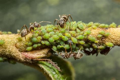 Mutualismo En Biolog A Ejemplos Y Definici N