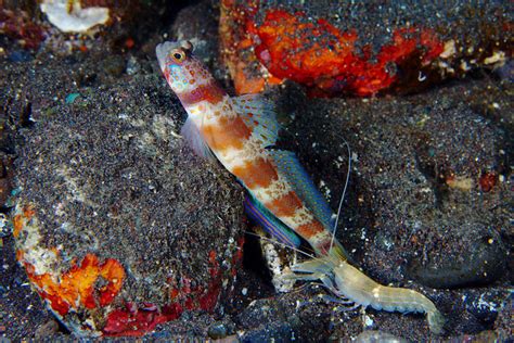 ΔS ≥ 0 - ichthyologist: Pistol Shrimp and Goby Symbiosis ...