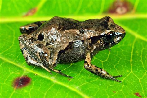 Professor Discovers New Frog Species In Amazon Panthernow