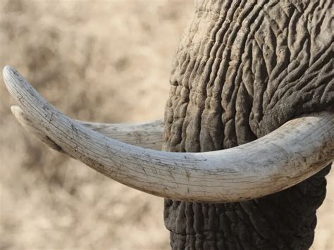 Do All Elephants Have Tusks Location Size And Use Animal Ways