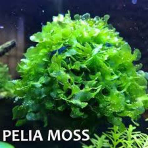 Jual Pelia Moss Media Wabikusa Tanaman Aquascape Full Air Shopee Indonesia