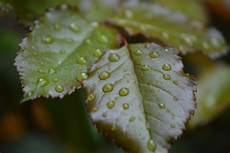 Kostenlose Foto Baum Wasser Natur Ast Bl Hen Tau Pflanze