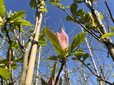 Magnolias Zo Kun Je Ze Het Beste Snoeien En Verzorgen — De Leukste