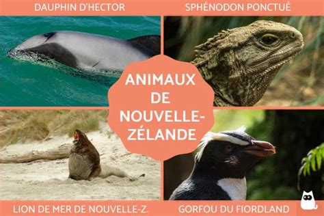 Animaux De Nouvelle Z Lande Noms Et Photos