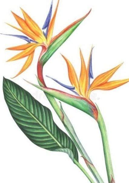 Trendy Bird Of Paradise Flower Art Watercolors Ideas Art Bird