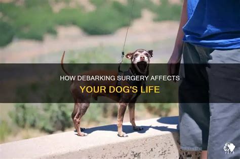 how to debark a dog