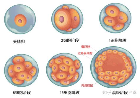 试管婴儿成功率高的医生，这样评估胚胎等级 知乎