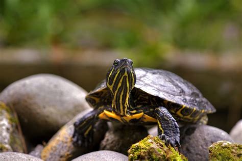 How to Build a Turtle Pond - Aquarium Tidings