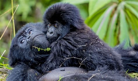 3 Days Congo Gorilla Trekking Tour | Gorilla Trekking in DRC.