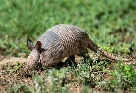 Do Armadillos lay eggs? - defendersblog