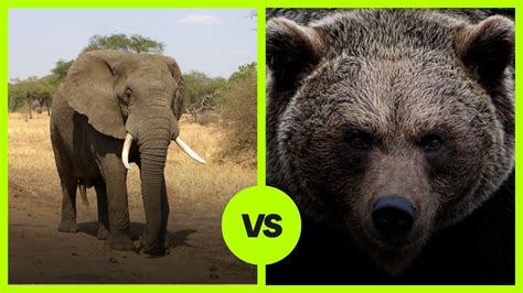 Grizzly Bear vs. Elephant: The Titan Showdown of Land Giants ...