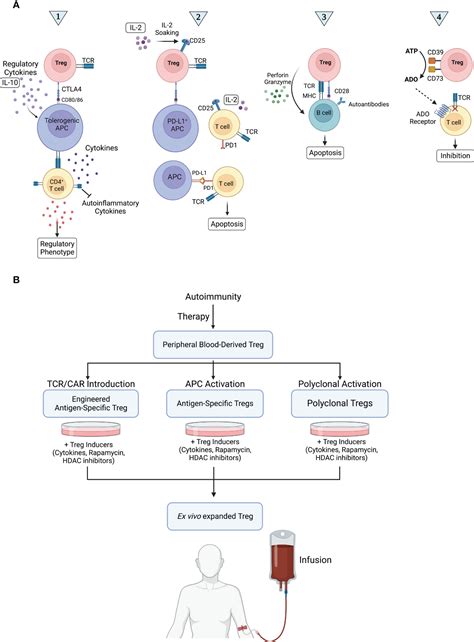 Frontiers The Emerging Role Of Regulatory Cell Based Therapy In