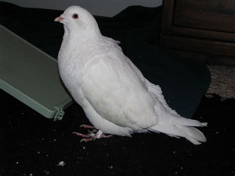 White King Pigeon Pigeon Talk