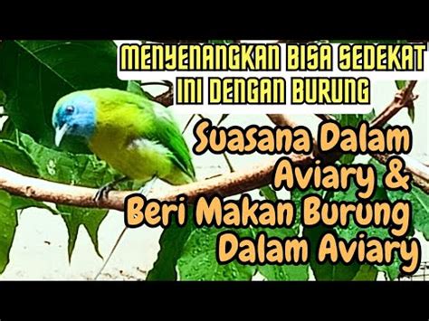 Aviary Burung Suasana Beri Makan Burung Kesayangan Di Aviary YouTube