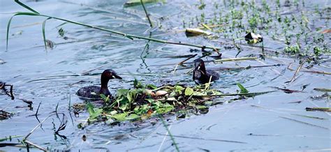 Hebbal Lake: Birds & Birders’ Paradise - Star of Mysore