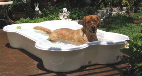 Top 12 Best Dog Pool Choices for Summer of 2020