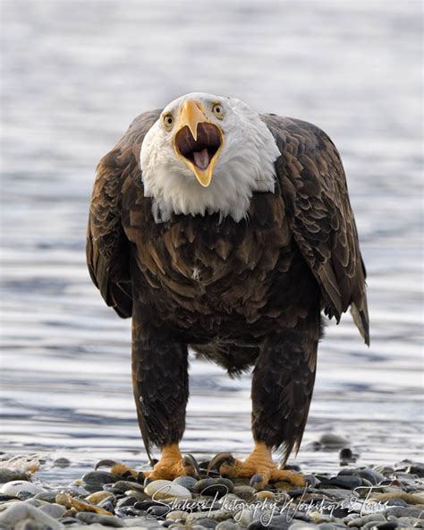 Bald Eagle Cry Head On - Shetzers Photography