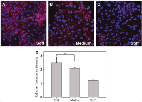 Expression Of E Cadherin In Hepatocytes Cultured On Heparin Gels