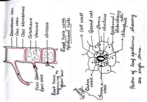 icse 10/ biology/ diagrams/ 17/7/2018