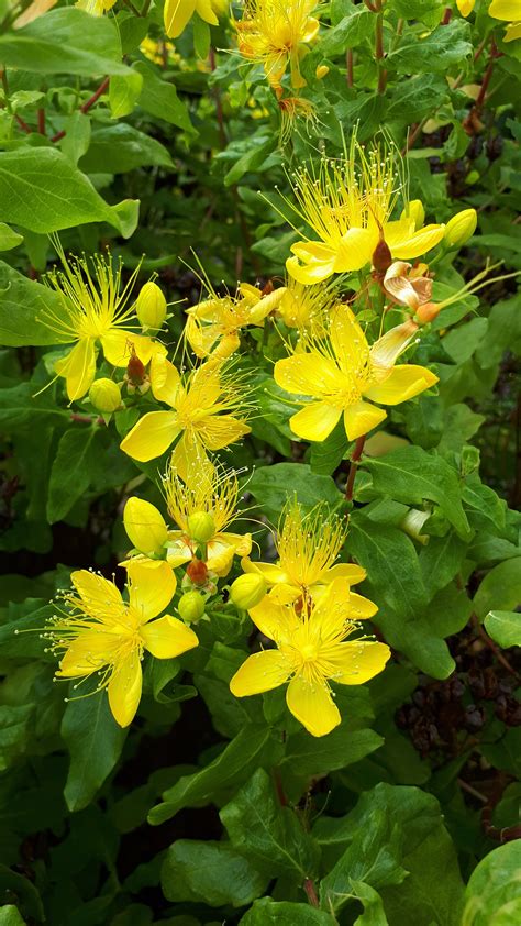 Hypericum perforatum - St John's Wort - Jurassicplants Nurseries