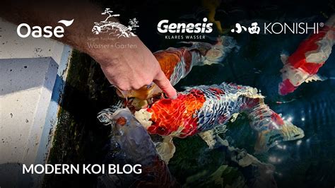 Modern Koi Blog In Luxemburg Kims Selbstgebauter Liter