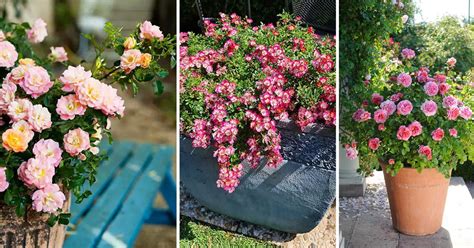 smallest rose varieties  containers balcony garden web