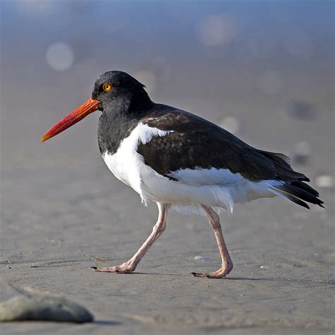 piru-piru (Haematopus palliatus) | WikiAves - A Enciclopédia das Aves ...