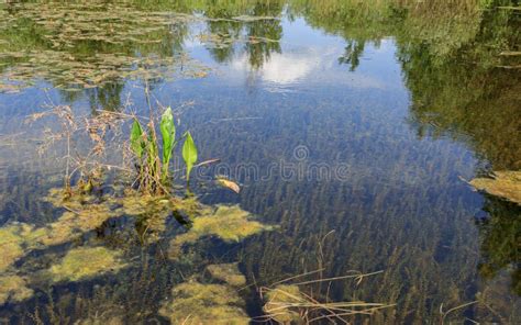 Green Underwater Growing Lake Plants Stock Image - Image of sand ...