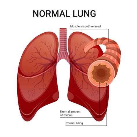 Premium Vector Healthy Lungs Vector Diagram Illustration