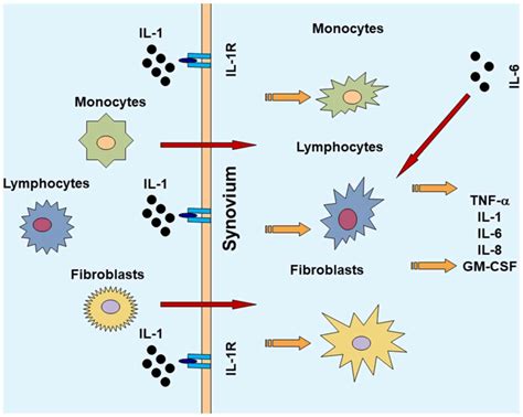 Flareup Of Cytokines In Rheumatoid Arthritis And Their Role In