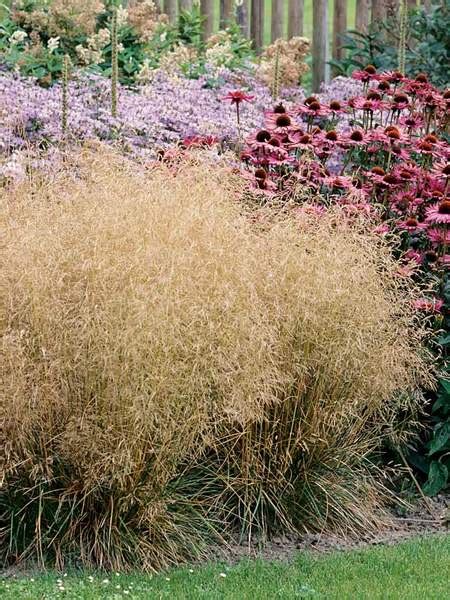 Tufted Hair Grass Deschampsia caepitosa Lauren's Garden Service