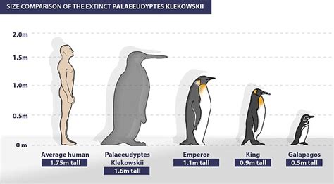 Colossus Penguin Was Taller Than MAN Daily Mail Online