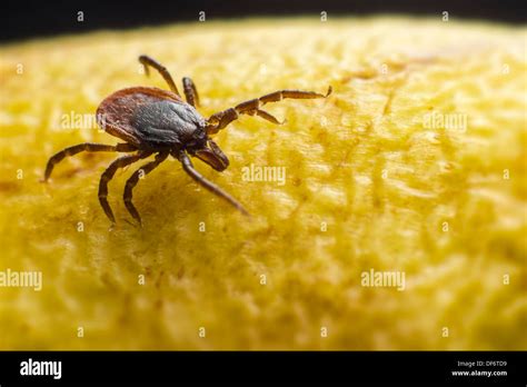 The Castor Bean Tick Ixodes Ricinus Stock Photo Alamy