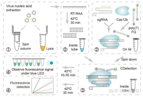 Crispr新型分子诊断技术 知乎