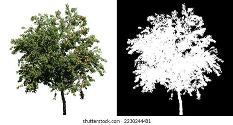 peach tree landscapes  images pictures shutterstock