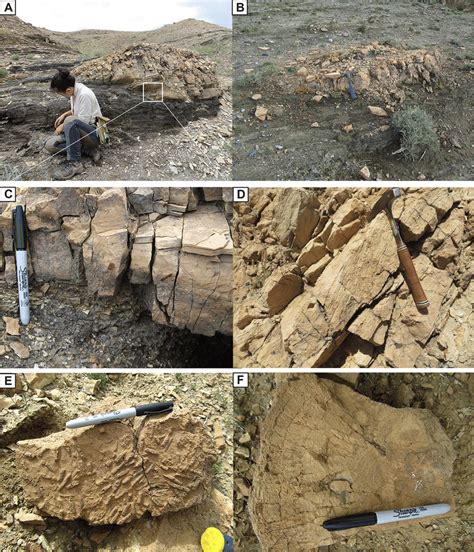 Photos of the bioherms. (A) Mound-shaped bioherm bounded by laminated ...