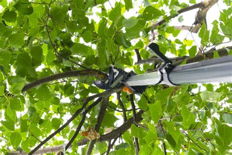 Rvores De Poda Sazonais Tesouras De Poda Rvores De Fruto De Poda