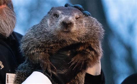 Punxsutawney Phil Predicts An Early Spring In 2024 TalkErie