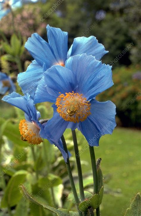 MECONOPSIS GRANDIS - Stock Image - B824/0016 - Science Photo Library