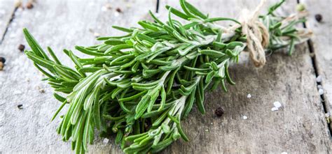 The Spiritual Meaning And Magical Properties Of Rosemary