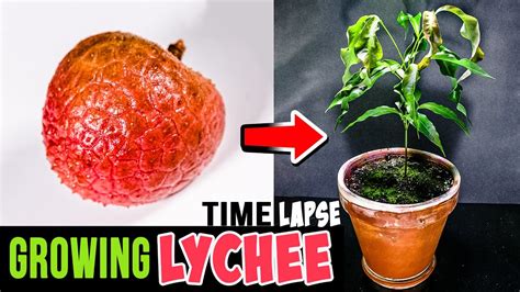 Growing Lychee Tree From Seed 76 Days Time Lapse YouTube