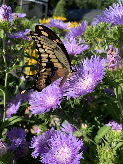 Butterfly Gardening Vinland Valley Nursery