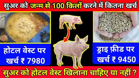 Pig Farm In India Pig Farming For Beginners Pig Feed Formula Pig