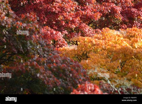 Acer Autumn Colour Stock Photo - Alamy