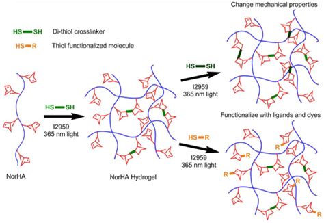 Hydrogel Drug Delivery System