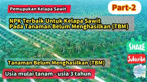 Pupuk Npk Terbaik Untuk Kelapa Sawit Pada Tanaman Belum Menghasilkan Tbm Beserta Alasan Dan