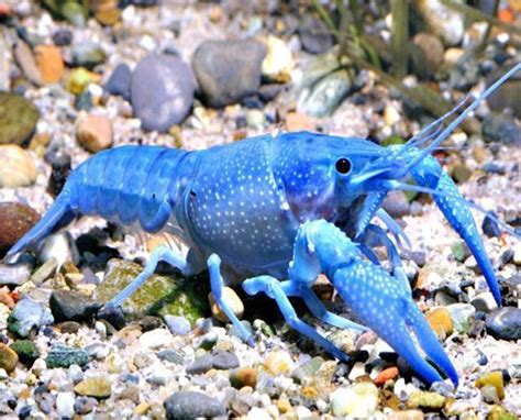 Lobster - Hammers Cobalt Blue Lobster - Arizona Aquatic Gardens