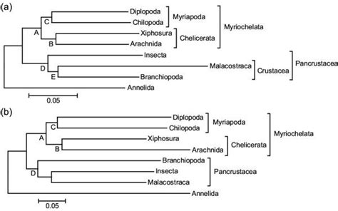 Phylogenetic Relationships Of The Arthropods A Minimum Evolution Tree